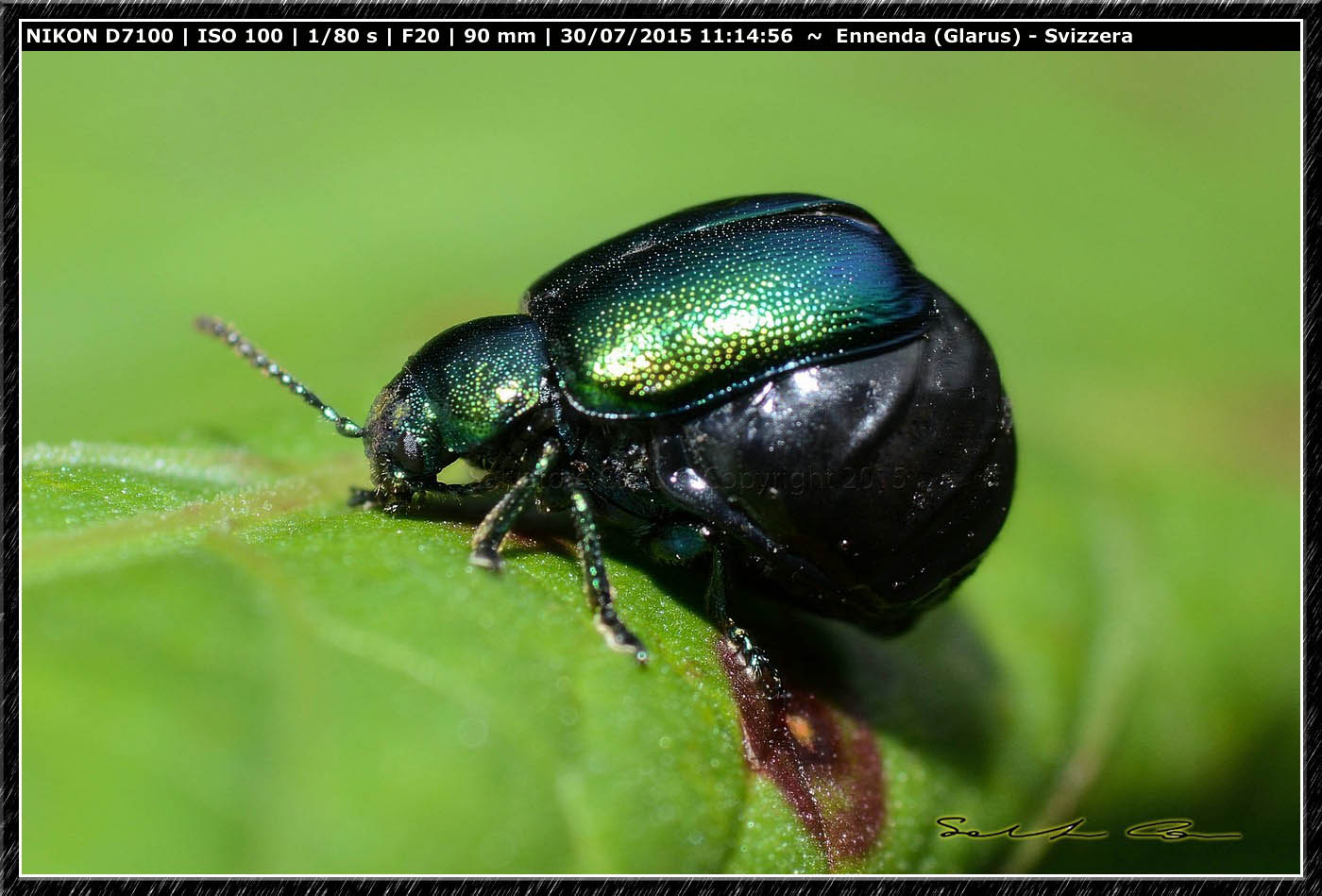 Gastrophysa viridula
